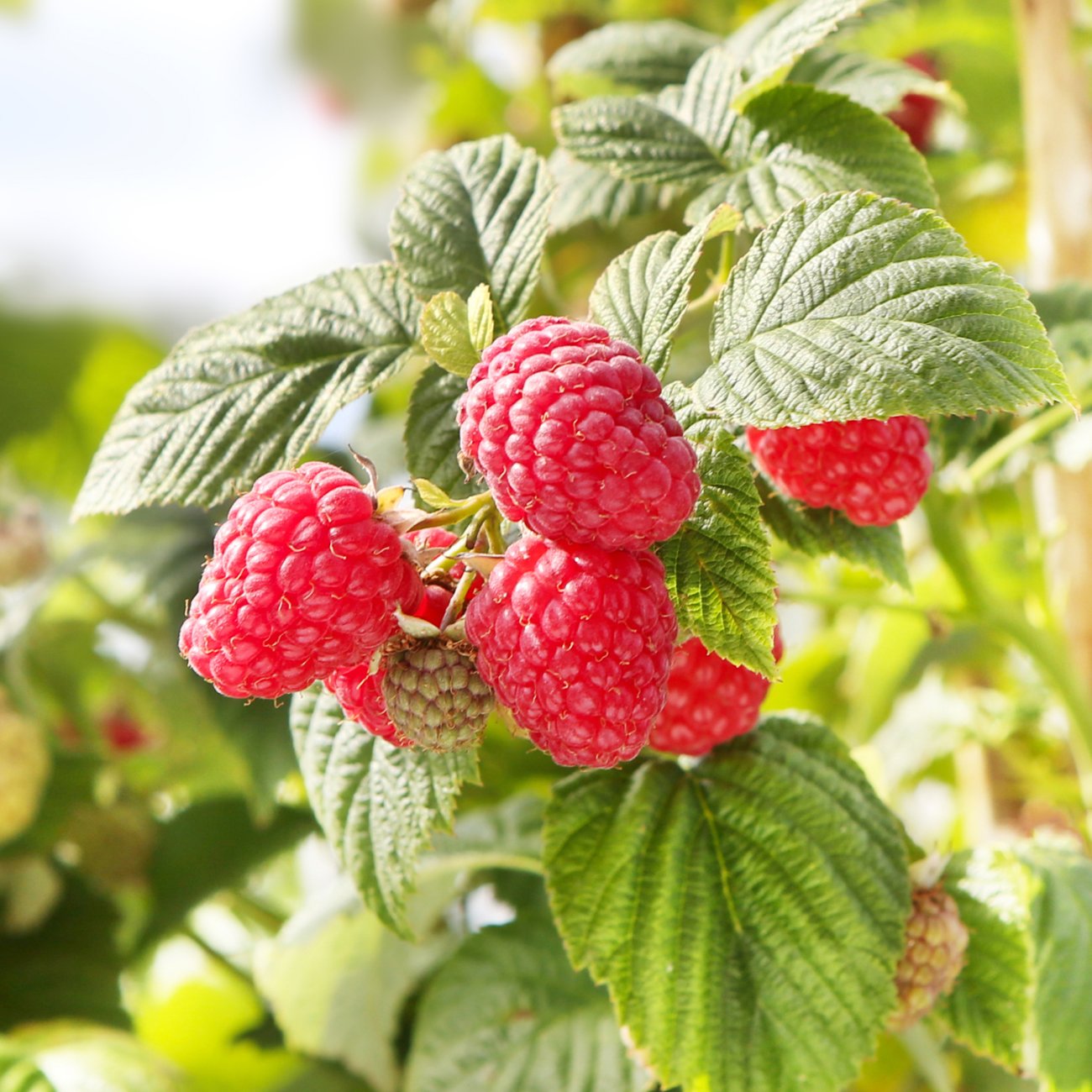 Obrázok Malina červená (Rubus idaeus) ´BOHEME´ - výška 20-30 cm, kont. P13